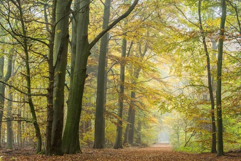 Autumn in the jungle Baumweg