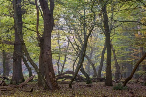 Autumn in the primeval forest Baumweg