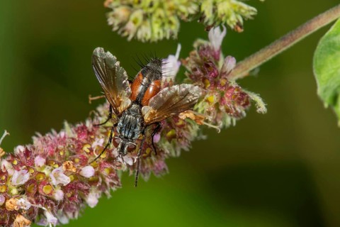 Eriothrix rufomaculata