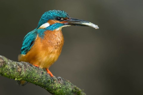 Common kingfisher