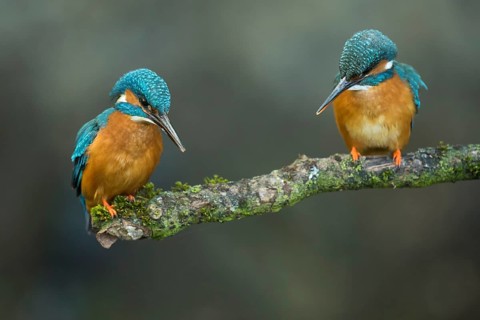 Two Common kingfishers