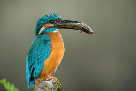 Common kingfisher