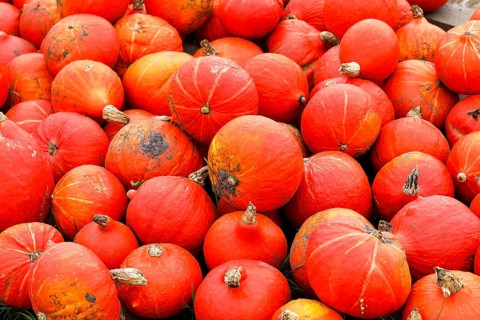 Squashes Hokkaido