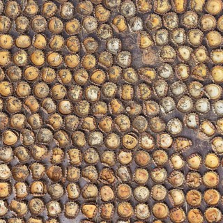 Many different crown caps in rows