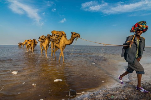Camels loaded with rock salt plates walk through a salt lake