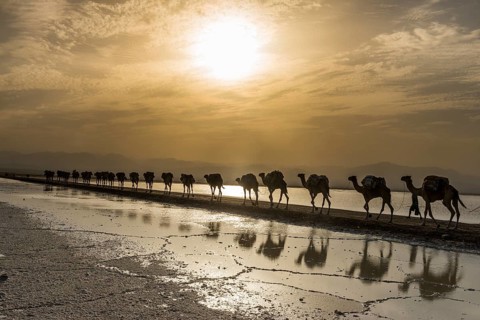 Camels loaded with rock salt plates walk through a salt lake