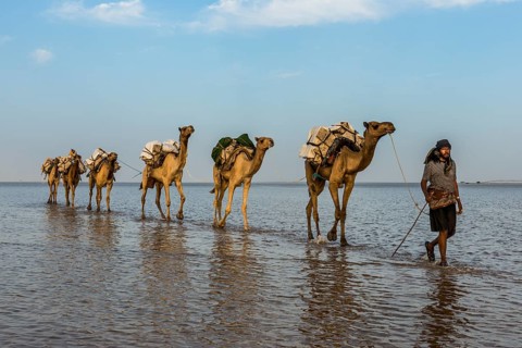 Camels loaded with rock salt plates walk through a salt lake