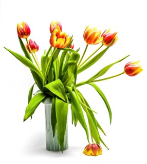 Tulip bouquet