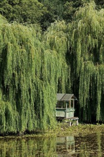 Picturesque weeping willows