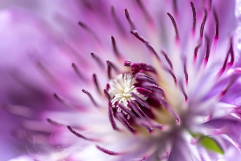 Flower of a purple Clematis