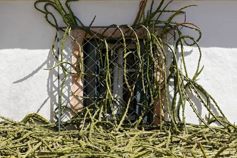 Whip cactus