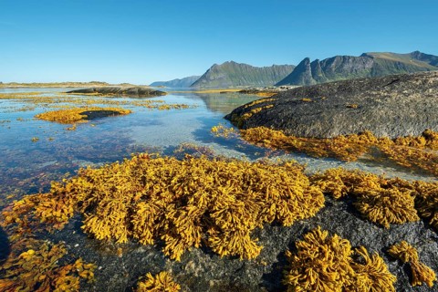Shallow coastal waters