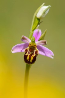 Bee orchid