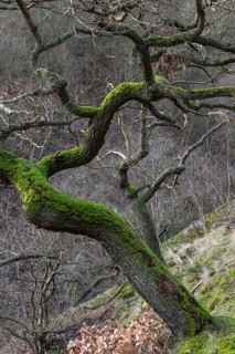 Oak
