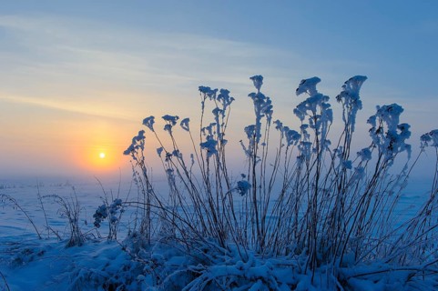 Tansy