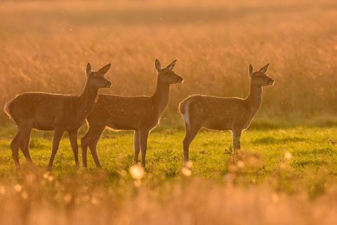 Herd of bald deer of the red deer