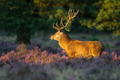 Strong red deer