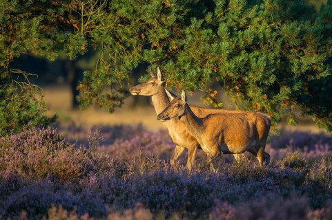 Two alto-animals of the red deer