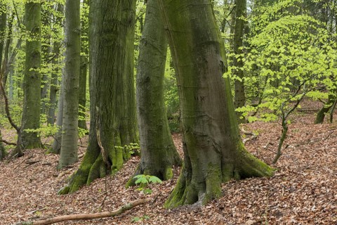 Beech trees