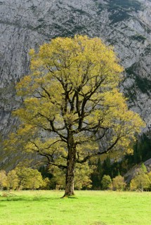 Maple