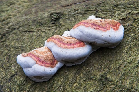 Red Banded Polypore