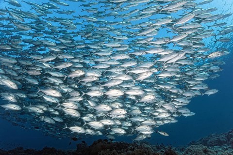 Swarm of spiny mackerel