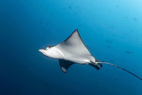 Spotted eagle ray
