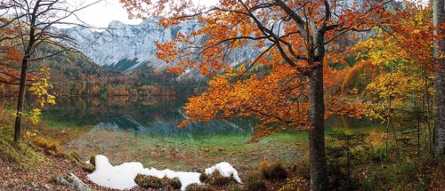 Autumnally colored mixed forest