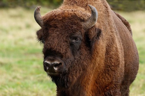 Bison