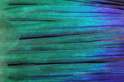 Detail of tail fin