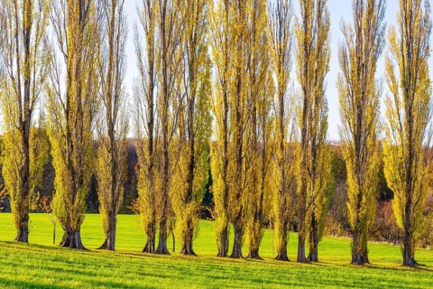 Columnar poplar avenue
