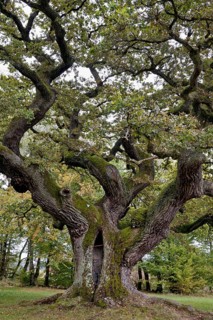 English oak