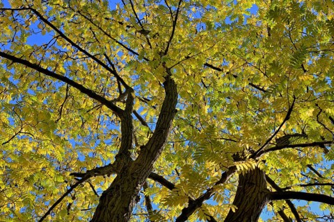Caucasian wingnut