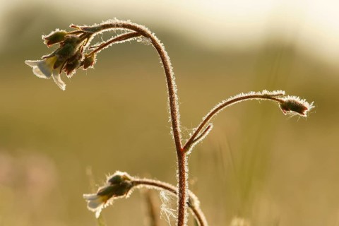 Meadow saxifrage