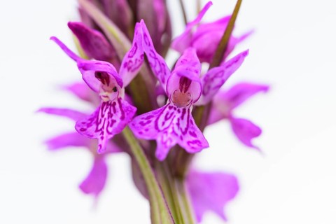 Southern marsh orchid