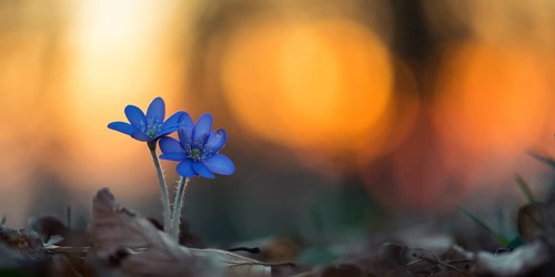 Two flowering liverworts