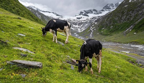 Kuehe im Tal weiden vor Gletscher