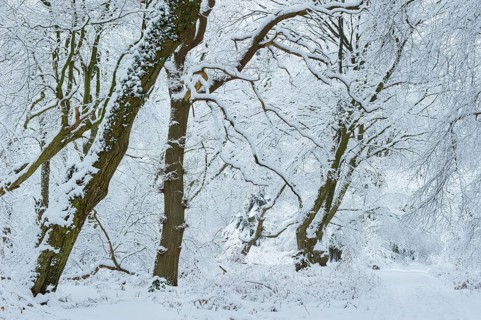 Snow on old trees in the jungle Baumweg