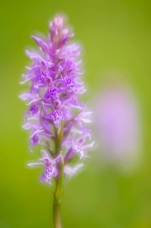 Southern marsh orchid