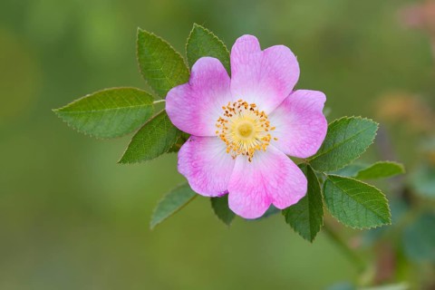 Flowering dog rose