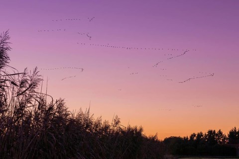 Pulling Greylag goose