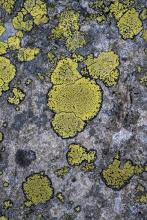 Greens Map lichen