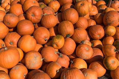 Halloween pumpkins