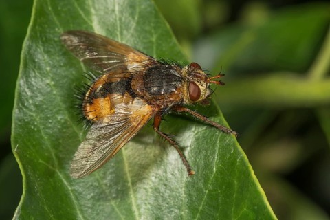 Parasitic fly