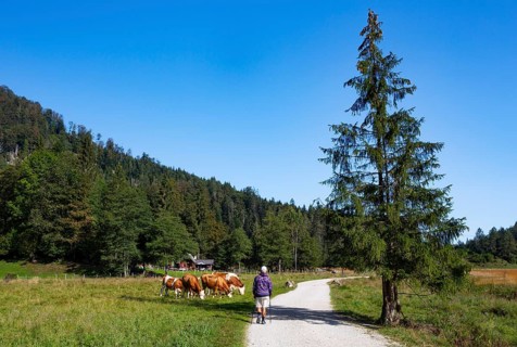 Hiking trail from the Schwarzensee to the Moosalm with a herd of cows on the alp