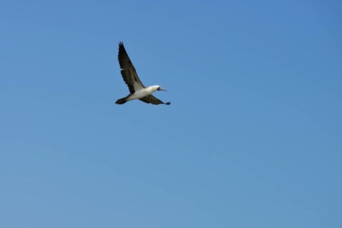 Guano Booby