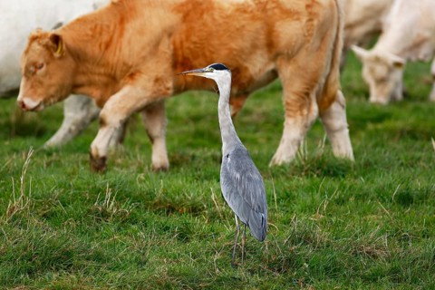 Grey heron