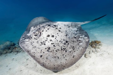 Black spotted stingray