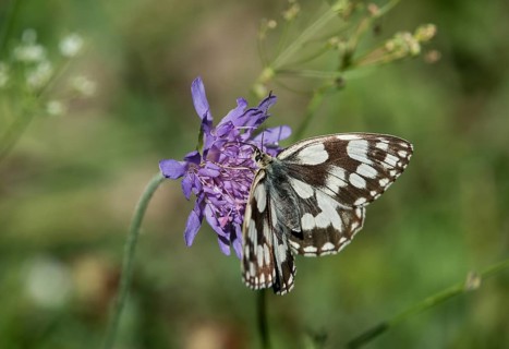 Spotted fritillary