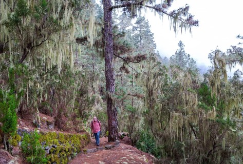 Cloud forest with hanging lichens
